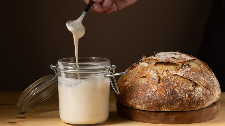 Sourdough starter dripping from a spoon back into the jar which is placed next to a loaf of sourdough bread.