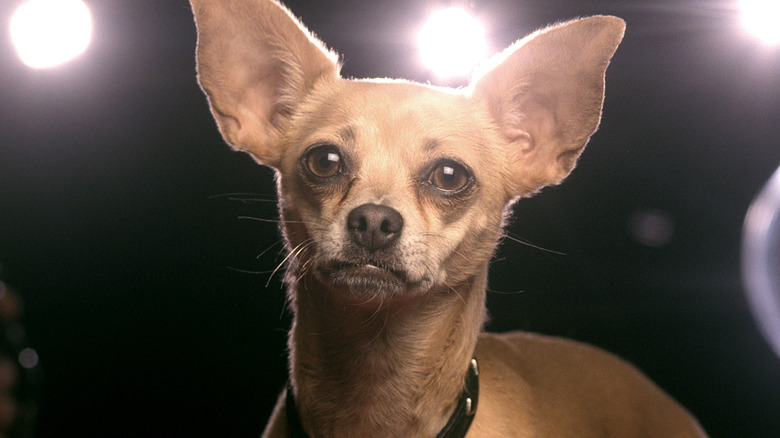 Gidget, the Taco Bell Chihuahua, with cameras in the background