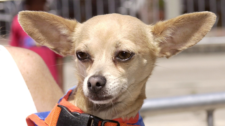 Gidget the Taco Bell chihuahua posing