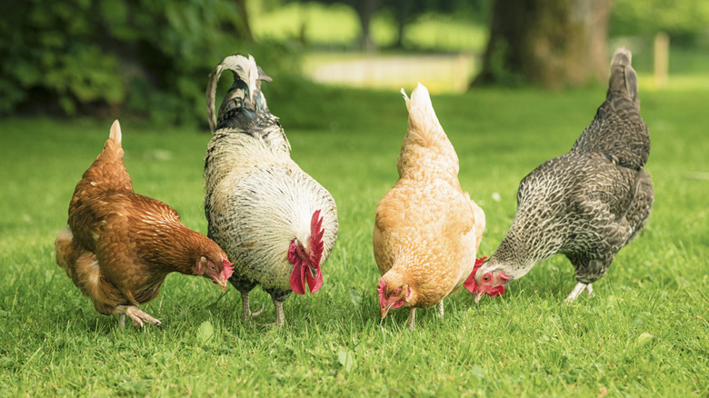 A group of chickens and a rooster pecking the ground
