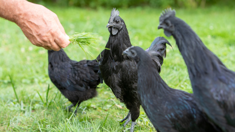 Ayam cemani chicken getting fed some grass