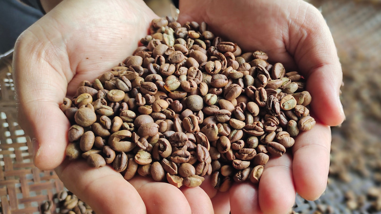 Holding excelsa coffee beans
