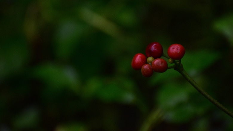 Excelsa coffee cherries on a tree
