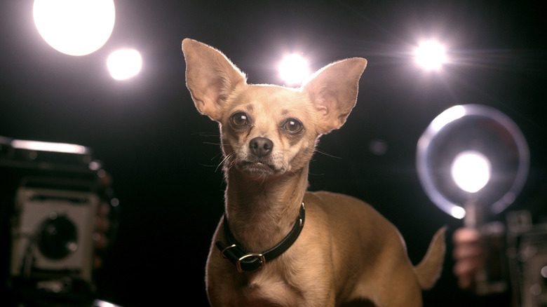 Gidget, the Taco Bell Chihuahua, with cameras in the background