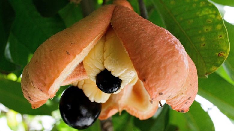 An ackee fruit hanging from the tree