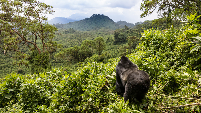 A mountain gorilla in an African forest