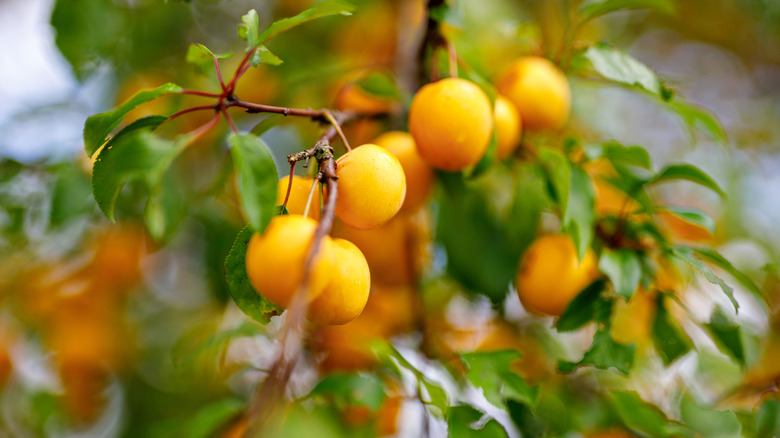 Mirabelle plums hanging from a tree