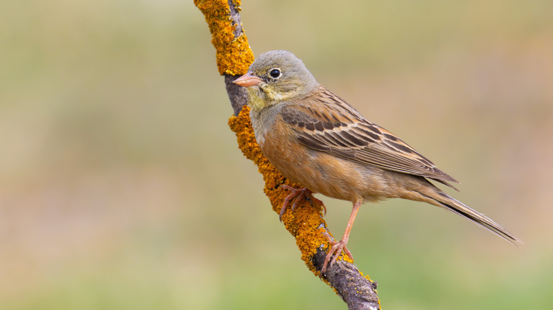 Ortolan bird on a branch