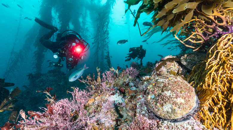 Diver under ocean with red abalone in foreground
