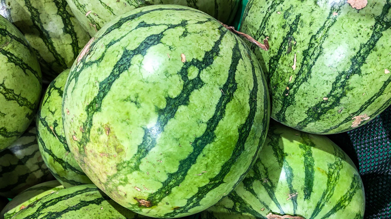 watermelon showing yellow ground spot