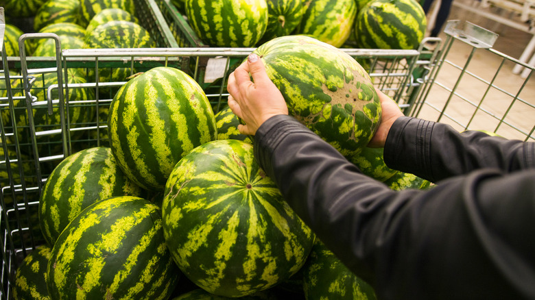 person picking up watermelon in grocery store