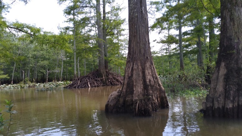 Tupelo trees in a swamp