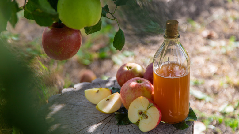 A bottle of apple cider vinegar on a tree stump with some apples