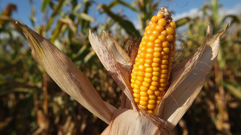 Yellow corn in a husk in a cornfield
