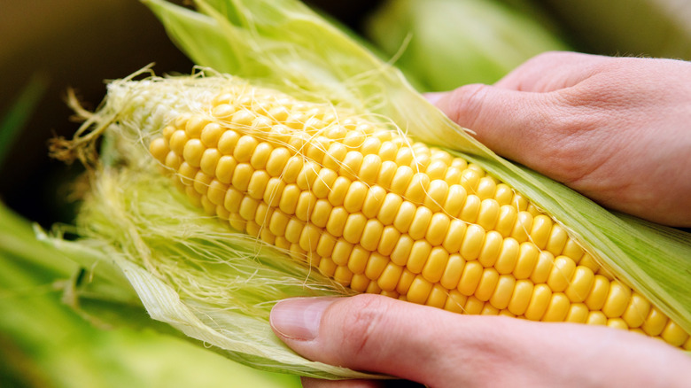 Close-up of hands removing green husk from an ear of fresh corn