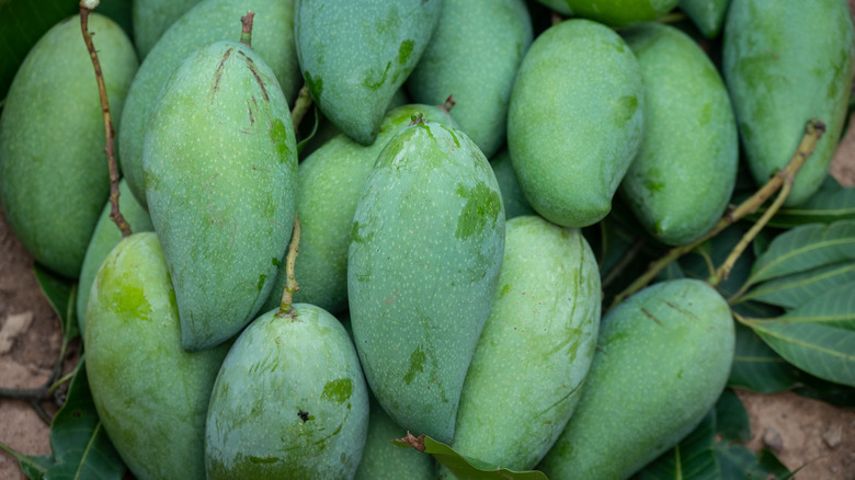 A bunch of unripe green mangoes