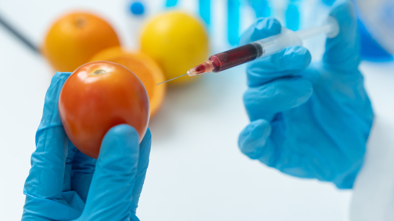A scientist injects a red chemical into a tomato