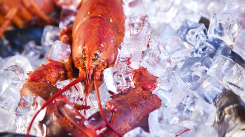 A lobster on ice in Venice, Italy.