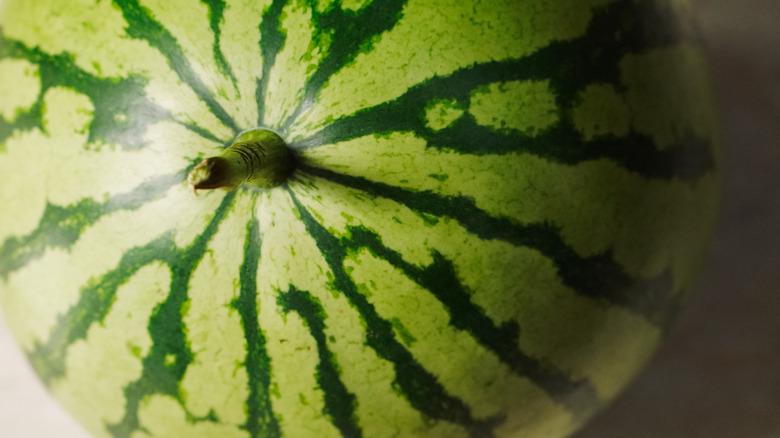 shiny watermelon close up