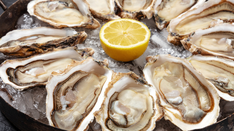 A plate of raw oysters.