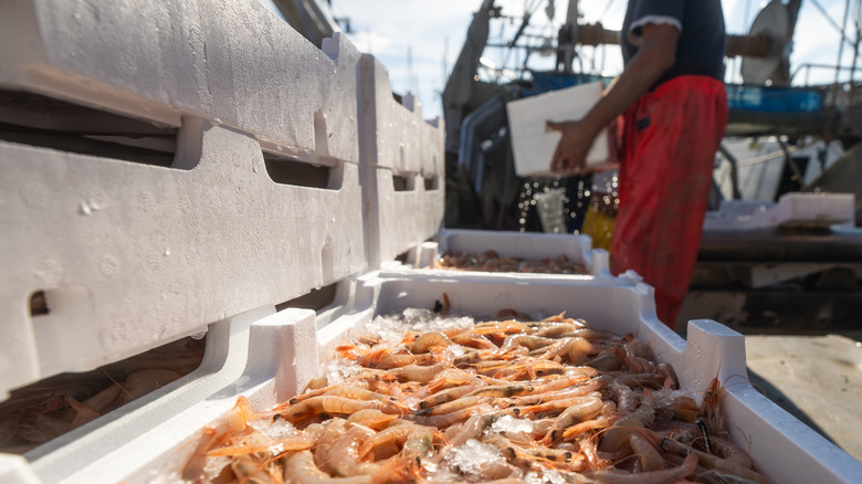 Freshly caught shrimp on ice aboard a shrimp boat