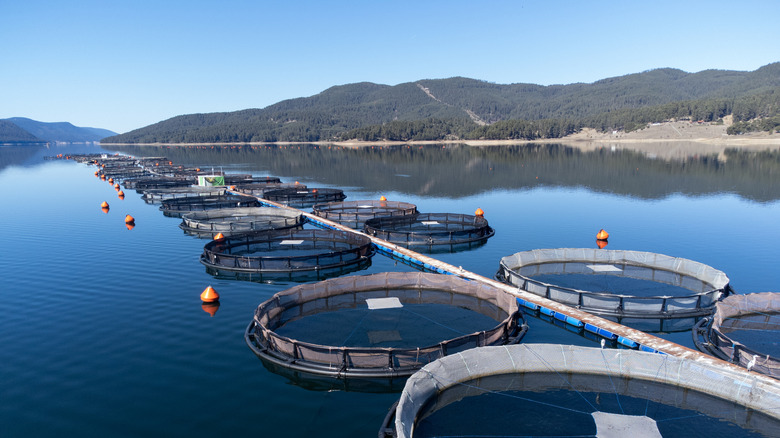 big salmon farm with net pens
