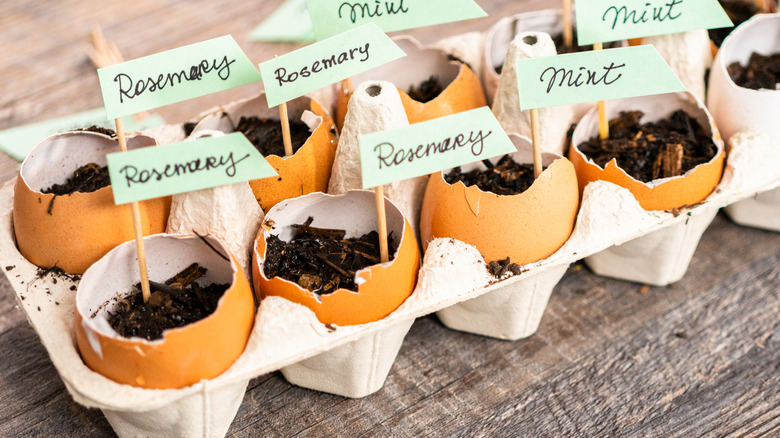 eggshells being used as seed starters with each type of plant being labelled
