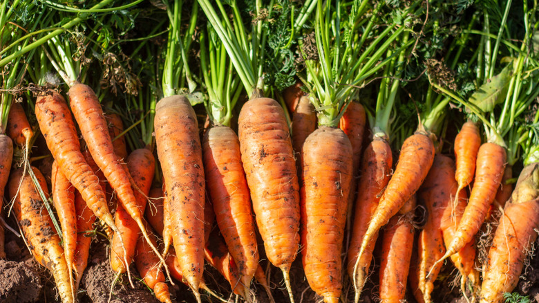Fresh carrots with tops placed on the ground after harvesting.