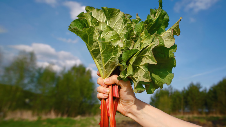 A farmer holding freshly cut rhubarb with long leaves