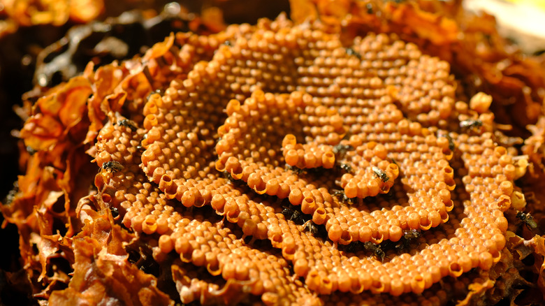 A colony of stingless bees native to Australia that produce sugarbag honey