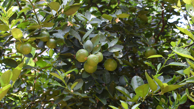 Ripe limes growing on a lime tree