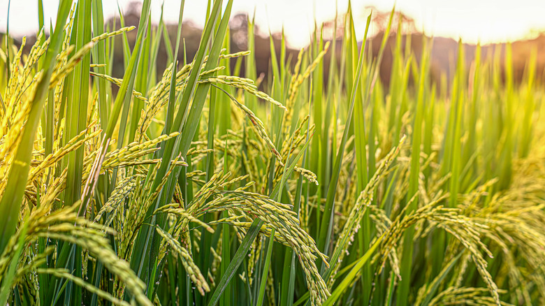 Rice ready to harvest in a field, with amber light.