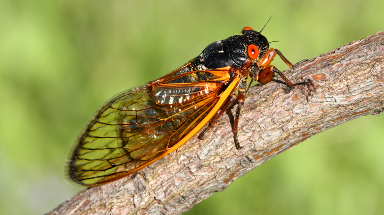 Zoomed in photo of cicada on a branch
