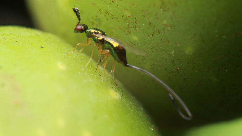 Fig wasp close up