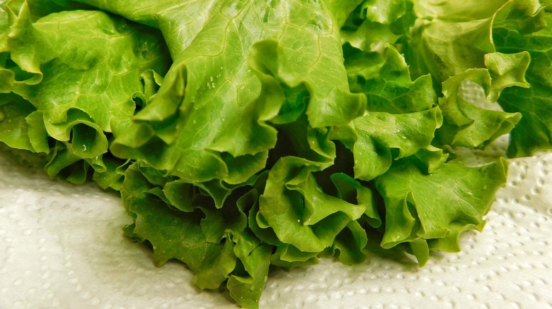 Fresh lettuce leaves on white paper towel