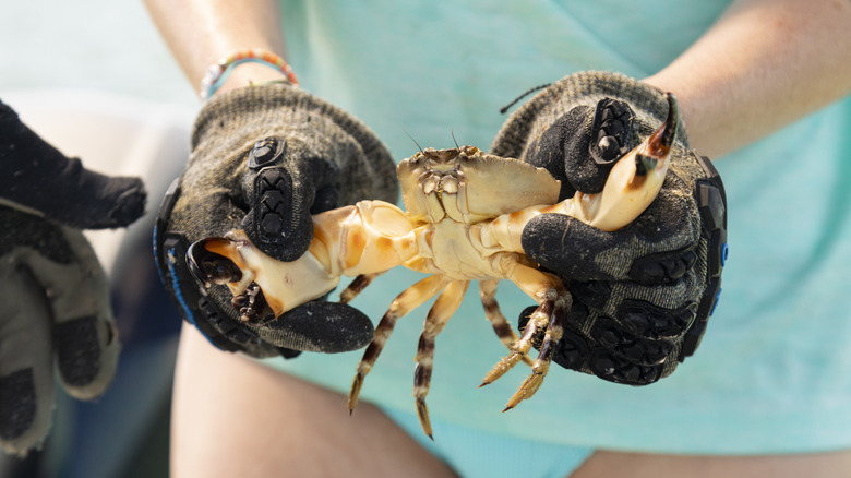 A person wearing gloves holds a Florida stone crab by its claws
