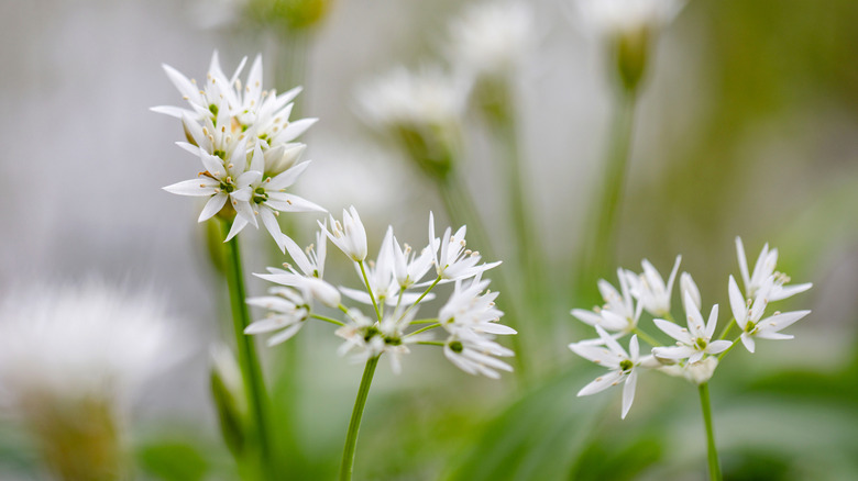 Close-up of wild garlic flowers