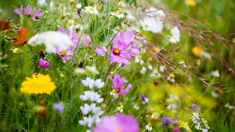 A variety of colorful wildflowers and weeds growing in tall, green grass