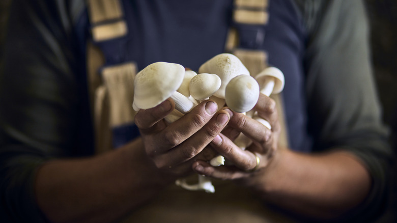 Worker's hands holding freshly picked mushrooms