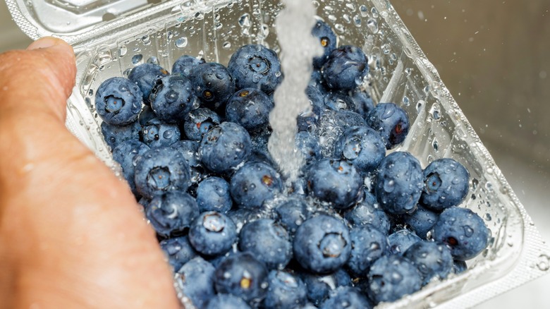 Close-up of fresh blueberries being washed under running water in a plastic container