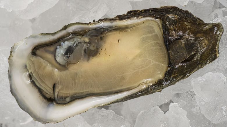 Chincoteague oyster on the half shell on a bed of ice
