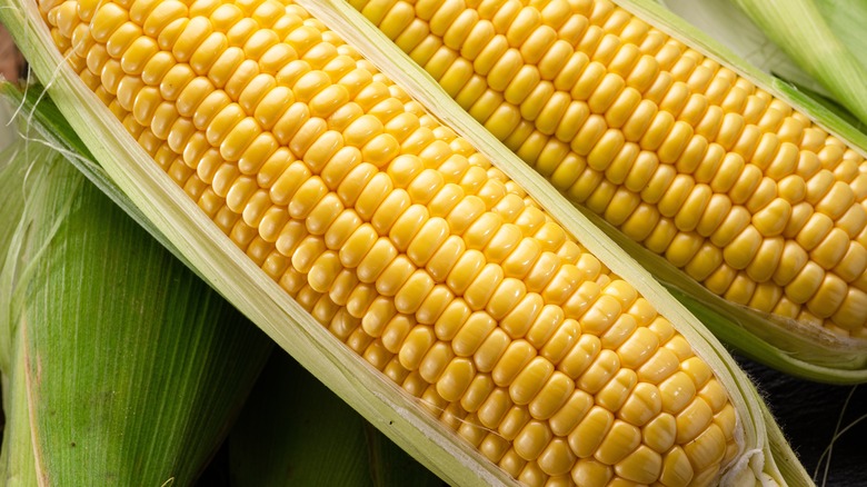 close up of corn cobs