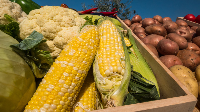 corn cobs at farmer's market stand